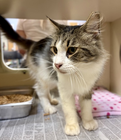 Shelter Stray Male Cat last seen Near Rays Rd, 30083, GA, 3280 Chamblee Dunwoody Rd, Chamblee, GA 30341, USA