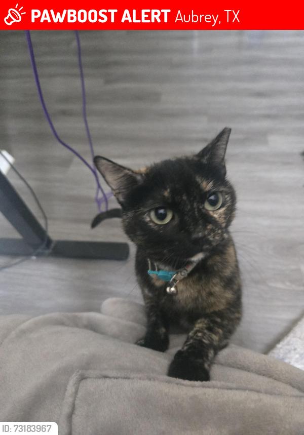Lost Female Cat last seen Construction site, Aubrey, TX 76227