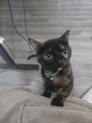 Lost Female Cat last seen Construction site, Aubrey, TX 76227