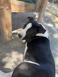 Found/Stray Unknown Dog last seen Cherokee lane, Lodi, CA 95240