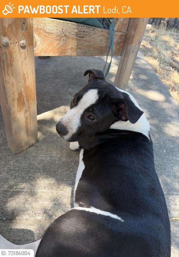 Found/Stray Unknown Dog last seen Cherokee lane, Lodi, CA 95240