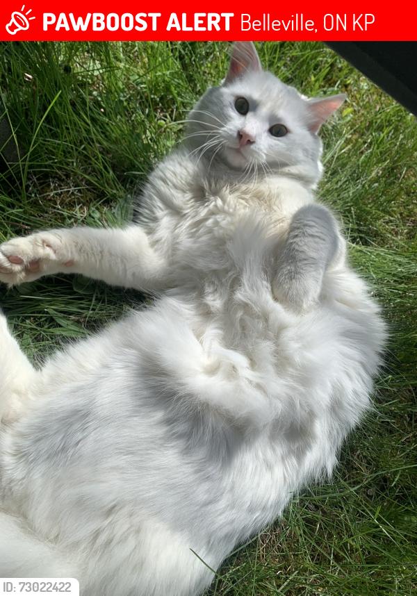 Lost Male Cat last seen Tracey Street and Harris crescent, Belleville, ON K8P