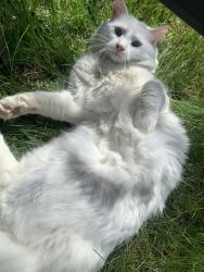 Lost Male Cat last seen Tracey Street and Harris crescent, Belleville, ON K8P