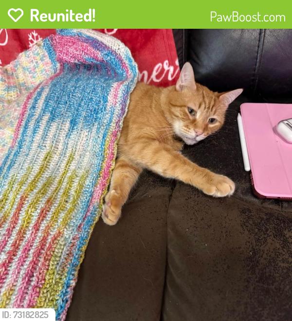 Reunited Male Cat last seen Bucks Hill Area, Brookfield Rd, Lincolndale, Waterbury, CT 06704