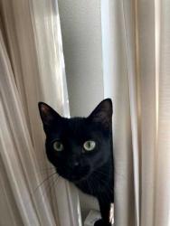 Reunited Female Cat last seen Magnolia St and 23rd Ave, Denver, CO, Denver, CO 80207