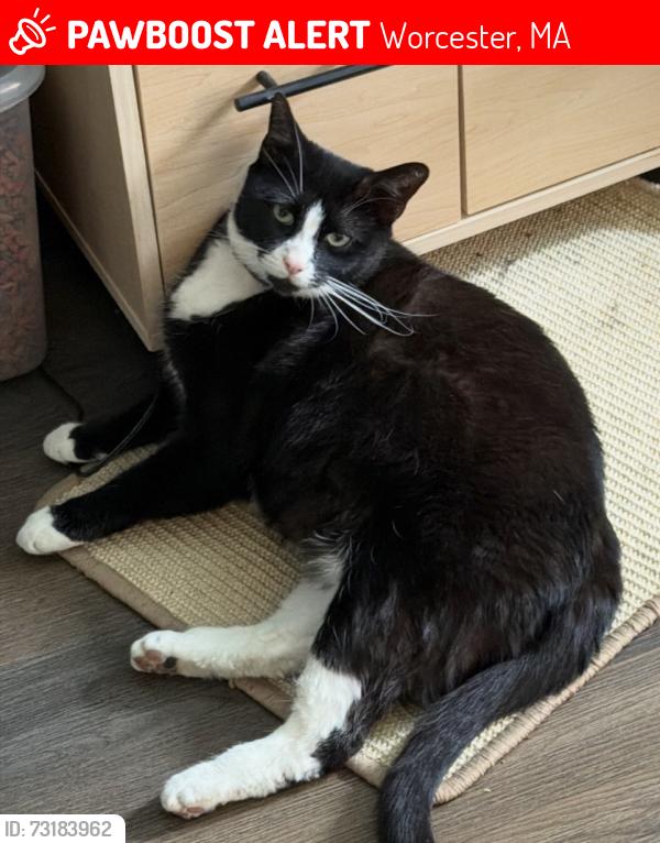 Lost Female Cat last seen Green hill trails, Worcester Ma, Worcester, MA 01605