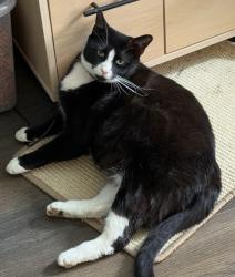 Lost Female Cat last seen Green hill trails, Worcester Ma, Worcester, MA 01605