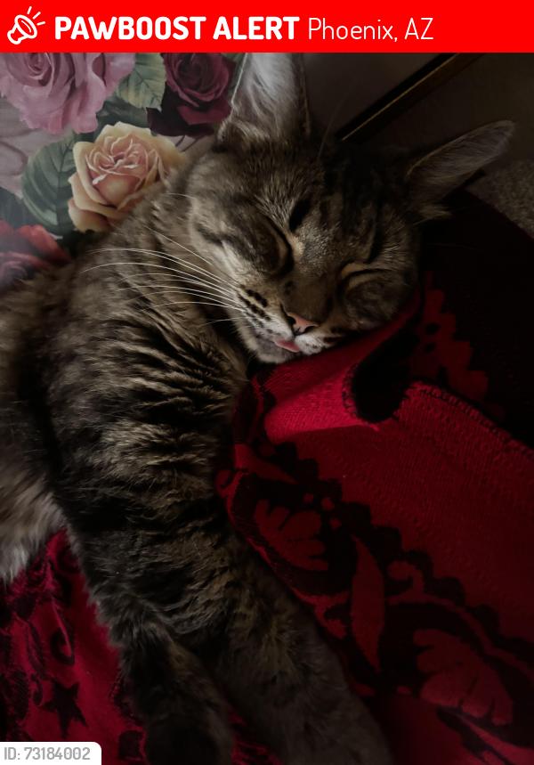 Lost Female Cat last seen She was in my patio second floor she never would jump off unless slkem in my apmts called her down, Phoenix, AZ 85023