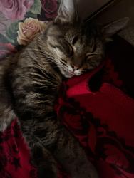 Lost Female Cat last seen She was in my patio second floor she never would jump off unless slkem in my apmts called her down, Phoenix, AZ 85023