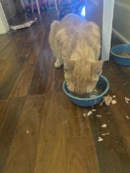 Reunited Male Cat last seen Commonwealth & Mission Rd on Sixth Street, Alhambra, CA 91801