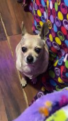 Lost Female Dog last seen Near NE Chester Ave, Topeka, KS 66616