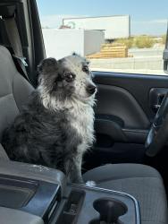 Found/Stray Male Dog last seen Near s 5900 w in between two warehouse buildings, West Valley City, UT 84128