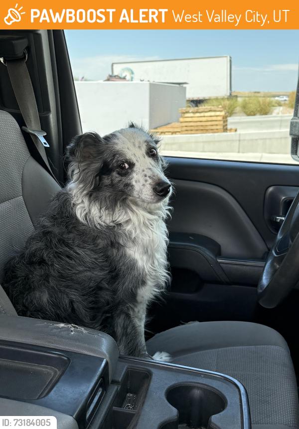 Found/Stray Male Dog last seen Near s 5900 w in between two warehouse buildings, West Valley City, UT 84128