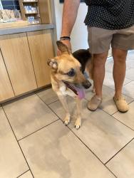 Found/Stray Male Dog last seen Eos on 54 near the suncoast pkwy, Lutz, FL 33558