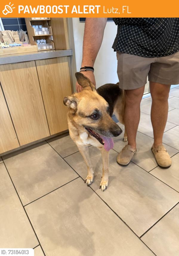 Found/Stray Male Dog last seen Eos on 54 near the suncoast pkwy, Lutz, FL 33558