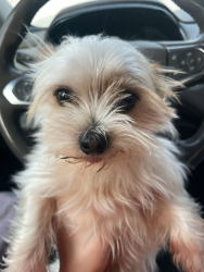 Lost Male Dog last seen W Stanley road near moose lodge, Mount Morris, MI 48505
