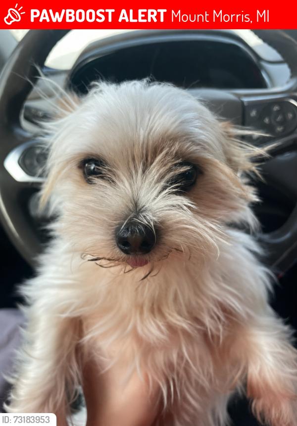 Lost Male Dog last seen W Stanley road near moose lodge, Mount Morris, MI 48505