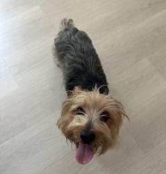 Reunited Male Dog last seen Near nw 5th place, Miami, FL 33150