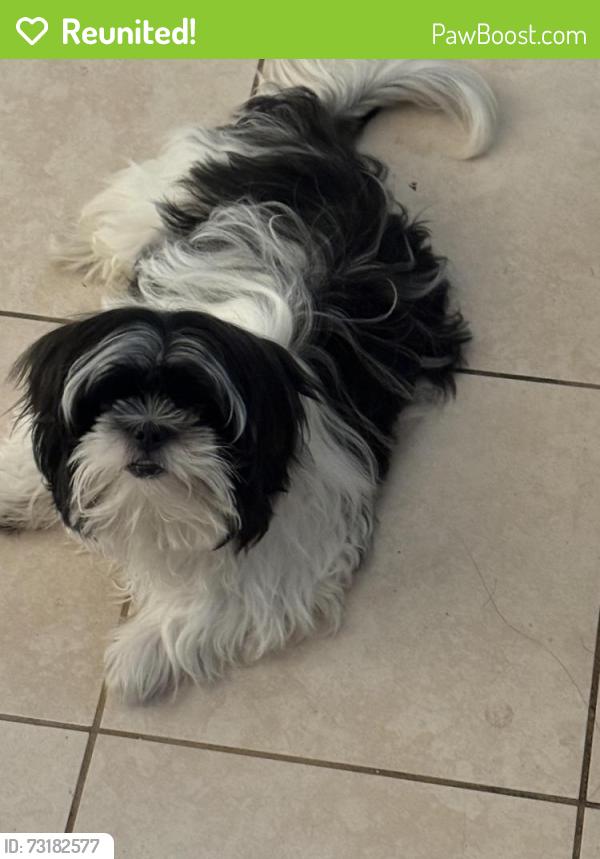 Reunited Male Dog last seen Benson Ave, Baltimore, MD 21229