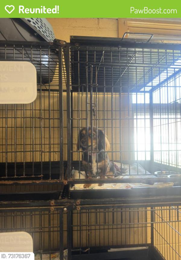 Reunited Female Dog last seen Inslee Pl., Elizabeth, NJ 07206