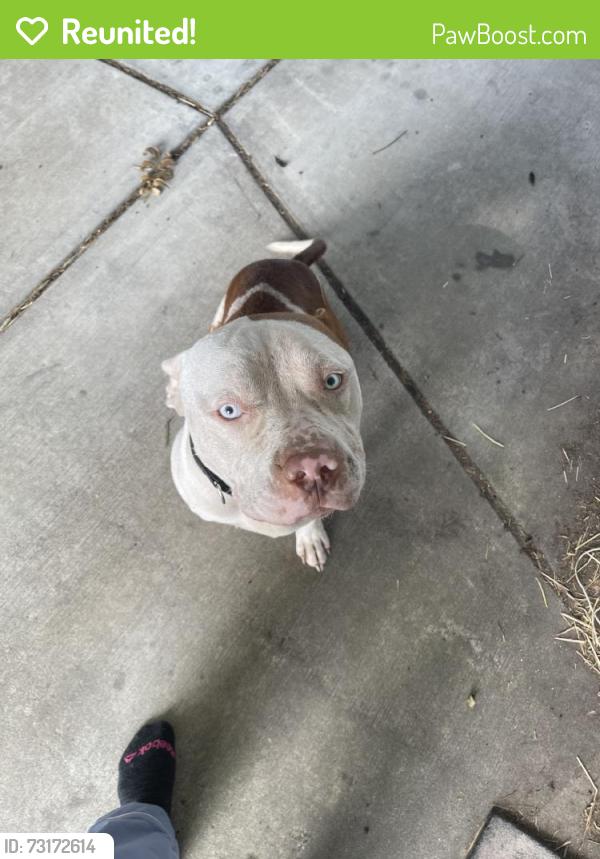 Reunited Male Dog last seen Fairground Rd, Dunn, NC, USA, Dunn, NC 28339