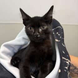 Shelter Stray Male Cat last seen Near Peach Avenue, El Cajon, CA, 92021, 5500 Gaines St, San Diego, CA 92110, USA