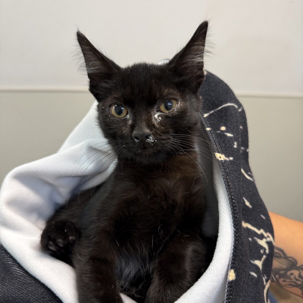 Shelter Stray Male Cat last seen Near Peach Avenue, El Cajon, CA, 92021, 5500 Gaines St, San Diego, CA 92110, USA