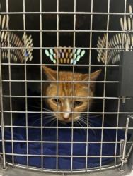 Shelter Stray Unknown Cat last seen Eastborne Dr and Old Dam Neck Rd, VIRGINIA BEACH, VA, 23454, 341 S Birdneck Rd, Virginia Beach, VA 23451, USA