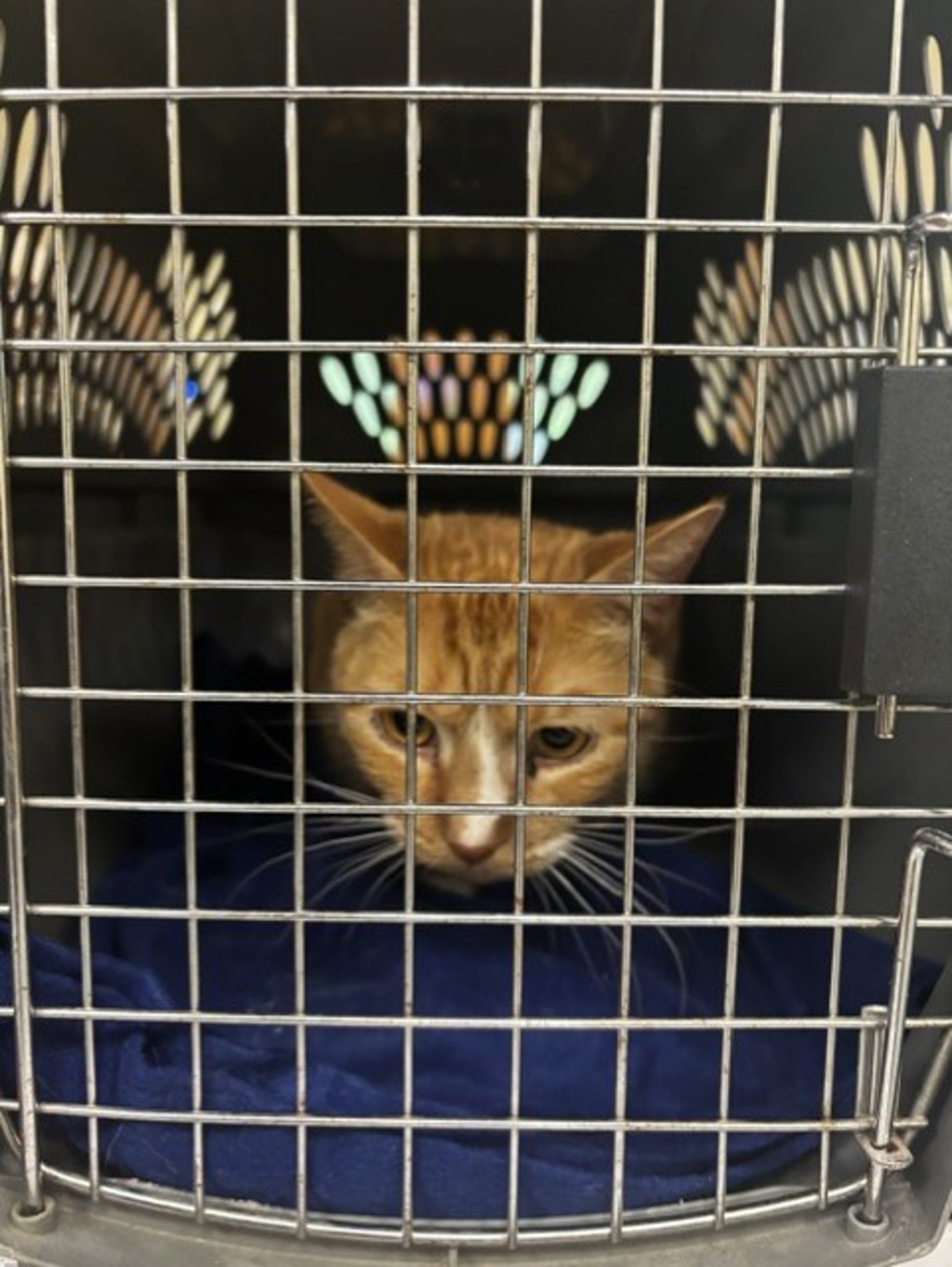 Shelter Stray Unknown Cat last seen Eastborne Dr and Old Dam Neck Rd, VIRGINIA BEACH, VA, 23454, 341 S Birdneck Rd, Virginia Beach, VA 23451, USA