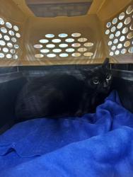 Shelter Stray Female Cat last seen Eastborne Dr and Old Dam Neck Rd, VIRGINIA BEACH, VA, 23454, 341 S Birdneck Rd, Virginia Beach, VA 23451, USA