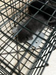 Shelter Stray Unknown Cat last seen bayside rd & northampton blvd, VIRGINIA BEACH, VA, 23455, 341 S Birdneck Rd, Virginia Beach, VA 23451, USA
