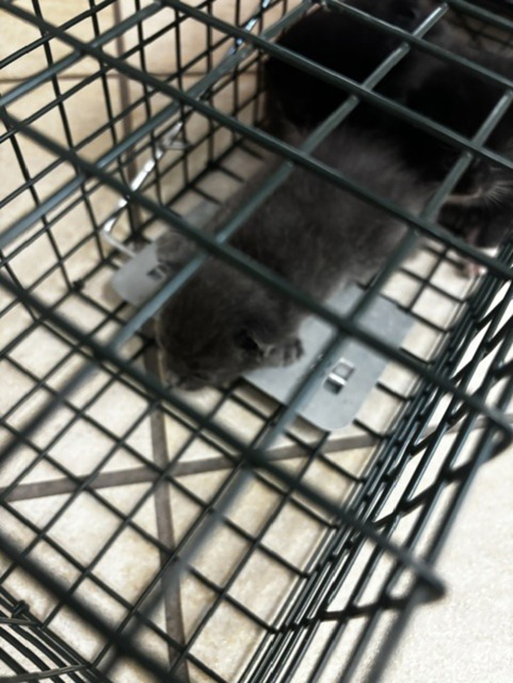 Shelter Stray Unknown Cat last seen bayside rd & northampton blvd, VIRGINIA BEACH, VA, 23455, 341 S Birdneck Rd, Virginia Beach, VA 23451, USA