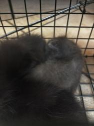Shelter Stray Unknown Cat last seen bayside rd & northampton blvd, VIRGINIA BEACH, VA, 23455, 341 S Birdneck Rd, Virginia Beach, VA 23451, USA