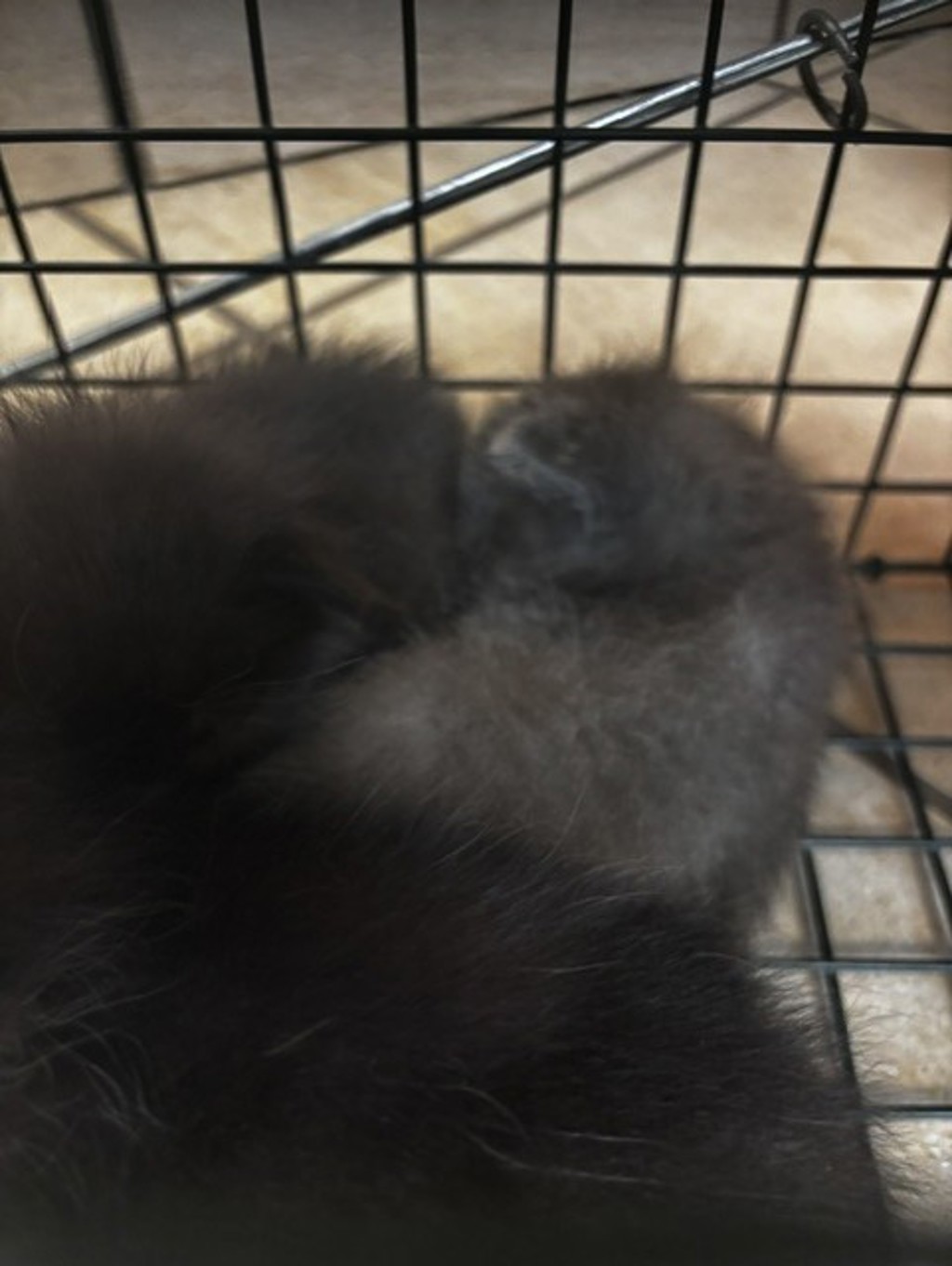 Shelter Stray Unknown Cat last seen bayside rd & northampton blvd, VIRGINIA BEACH, VA, 23455, 341 S Birdneck Rd, Virginia Beach, VA 23451, USA
