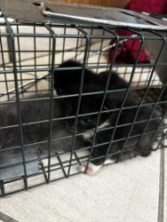 Shelter Stray Unknown Cat last seen bayside rd & northampton blvd, VIRGINIA BEACH, VA, 23455, 341 S Birdneck Rd, Virginia Beach, VA 23451, USA