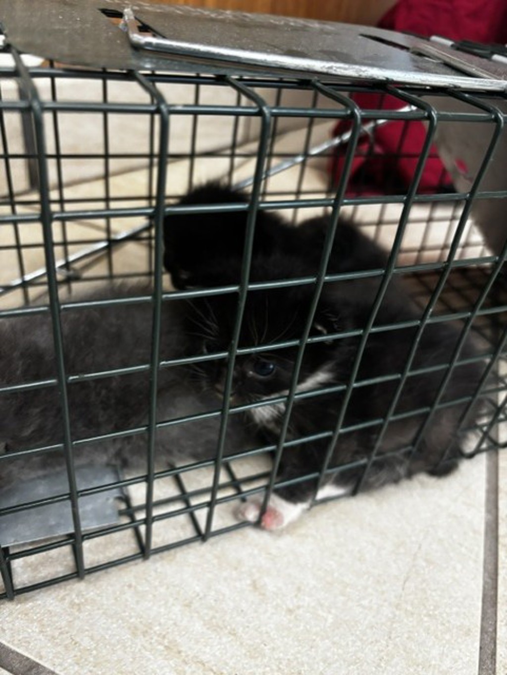 Shelter Stray Unknown Cat last seen bayside rd & northampton blvd, VIRGINIA BEACH, VA, 23455, 341 S Birdneck Rd, Virginia Beach, VA 23451, USA