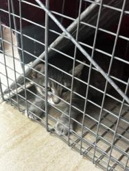 Shelter Stray Unknown Cat last seen bayside rd & northampton blvd, VIRGINIA BEACH, VA, 23455, 341 S Birdneck Rd, Virginia Beach, VA 23451, USA