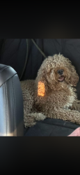 Found/Stray Male Dog last seen 199th Ave and lower Buckeye, Maricopa County, AZ 85326