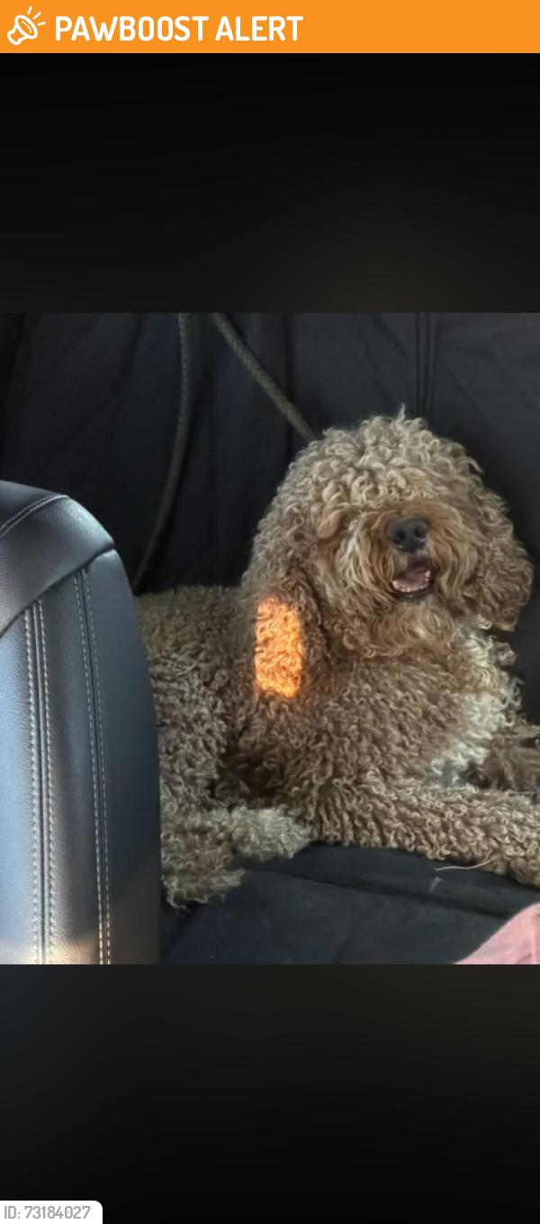 Found/Stray Male Dog last seen 199th Ave and lower Buckeye, Maricopa County, AZ 85326