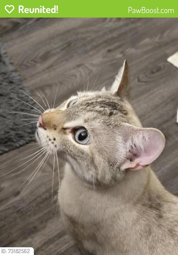 Reunited Unknown Cat last seen Furby and Sara, Winnipeg, MB R3C 2A5