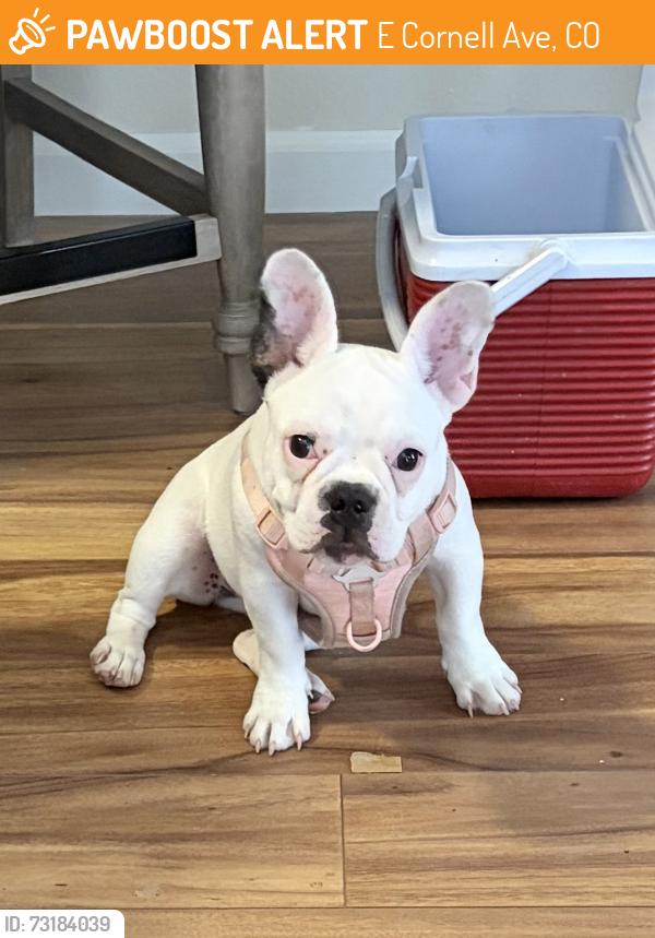 Found/Stray Female Dog last seen East Cornell ave / seven hills, E Cornell Ave, CO 80231