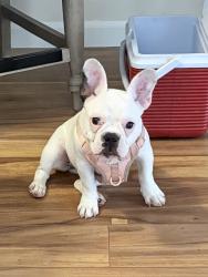 Found/Stray Female Dog last seen East Cornell ave / seven hills, E Cornell Ave, CO 80231
