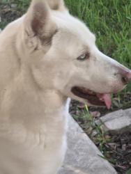 Reunited Male Dog last seen Timbergate, Houston, TX 77082