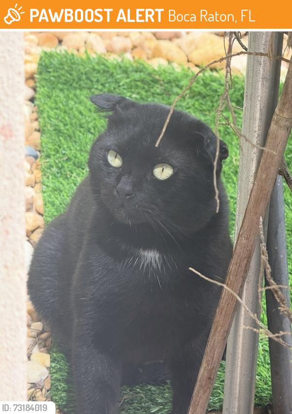 Found/Stray Male Cat last seen Hidden valley and 2nd st, Boca Raton, FL 33487