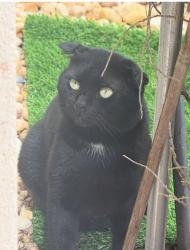 Found/Stray Male Cat last seen Hidden valley and 2nd st, Boca Raton, FL 33487