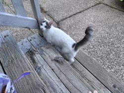 Reunited Female Cat last seen Crestwood and Tacoma, Buffalo, NY 14216