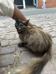 Found/Stray Unknown Cat last seen Portobello mews gate entrance / notting hill garage, Greater London, England 