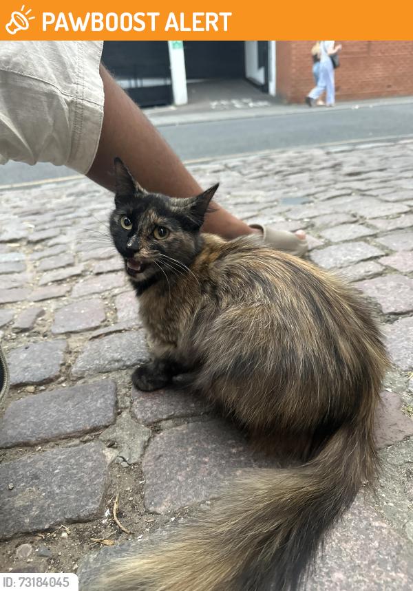 Found/Stray Unknown Cat last seen Portobello mews gate entrance / notting hill garage, Greater London, England 