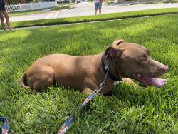 Reunited Male Dog last seen 122nd Way and 94th, Seminole, FL 33772
