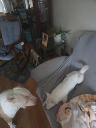Reunited Male Dog last seen Seabrook and franklin ave, Lanham, MD 20706